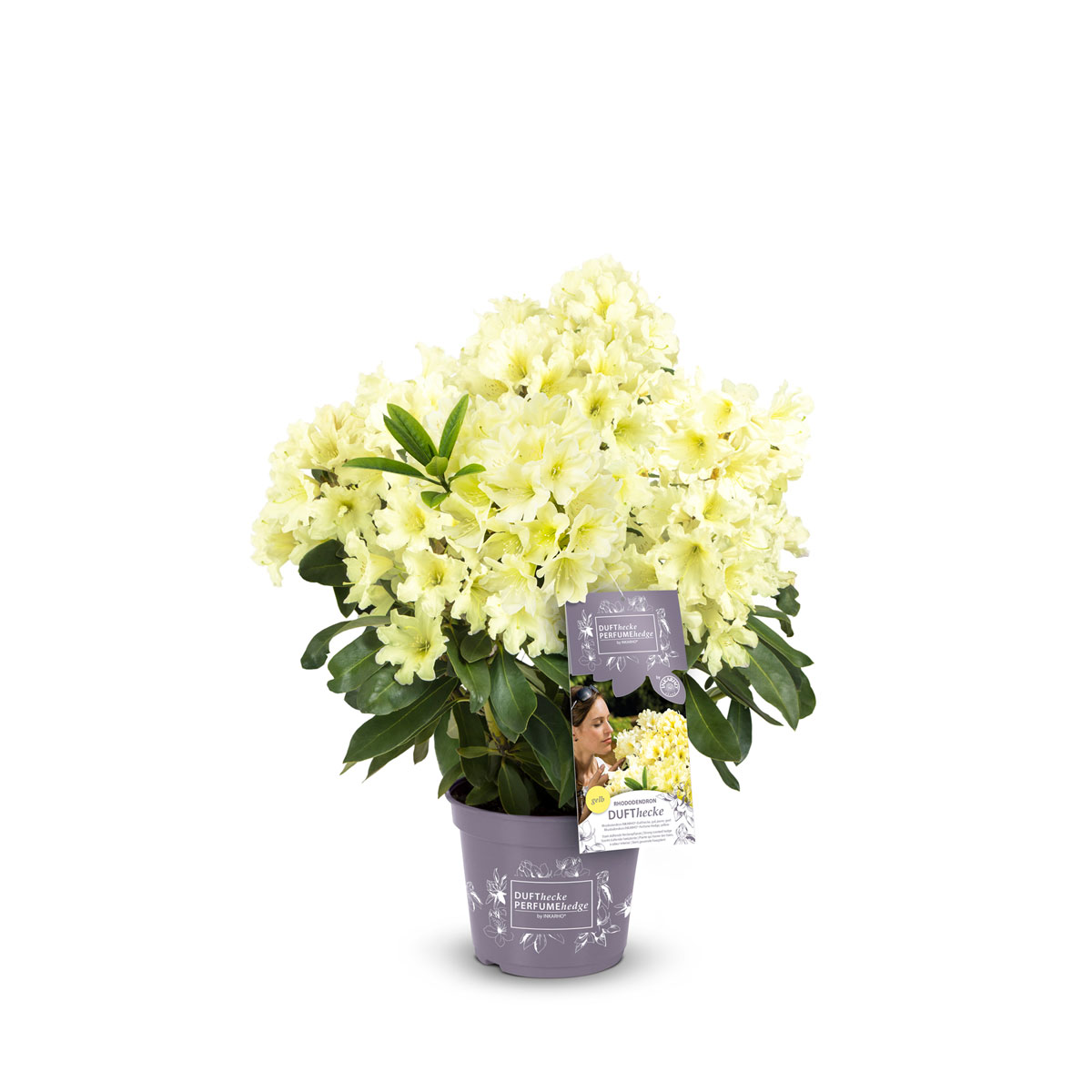 Großblumige Alpenrosse Easydendron Topf Durchmesser 23 cm Bild 1