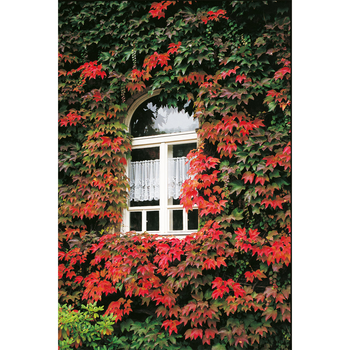 Plantiflor Wilder Wein Topf Durchmesser 17 cm Bild 3