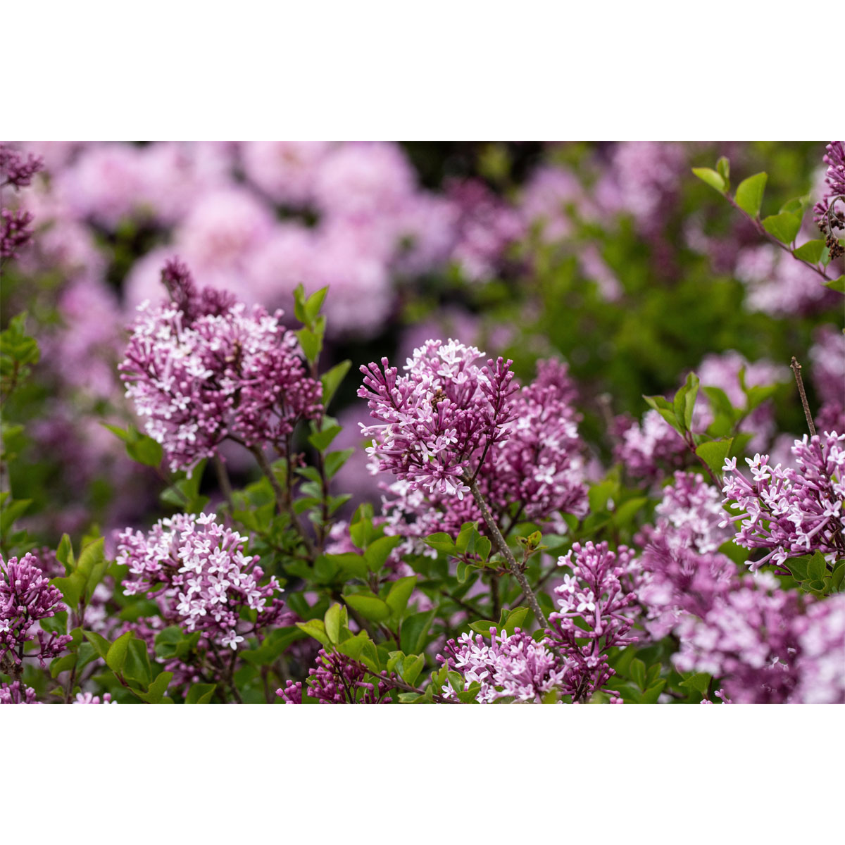 Plantiflor Zwerg-Duftflieder Palibin Topf Durchmesser 20 cm