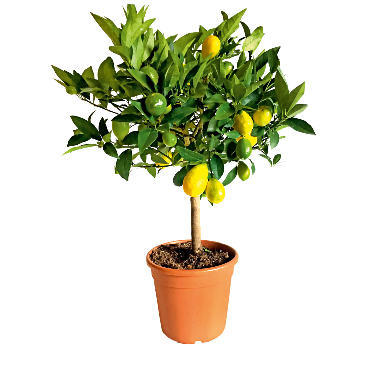 Plantiflor  Zitrus-Ministamm Topf Durchmesser 20 cm