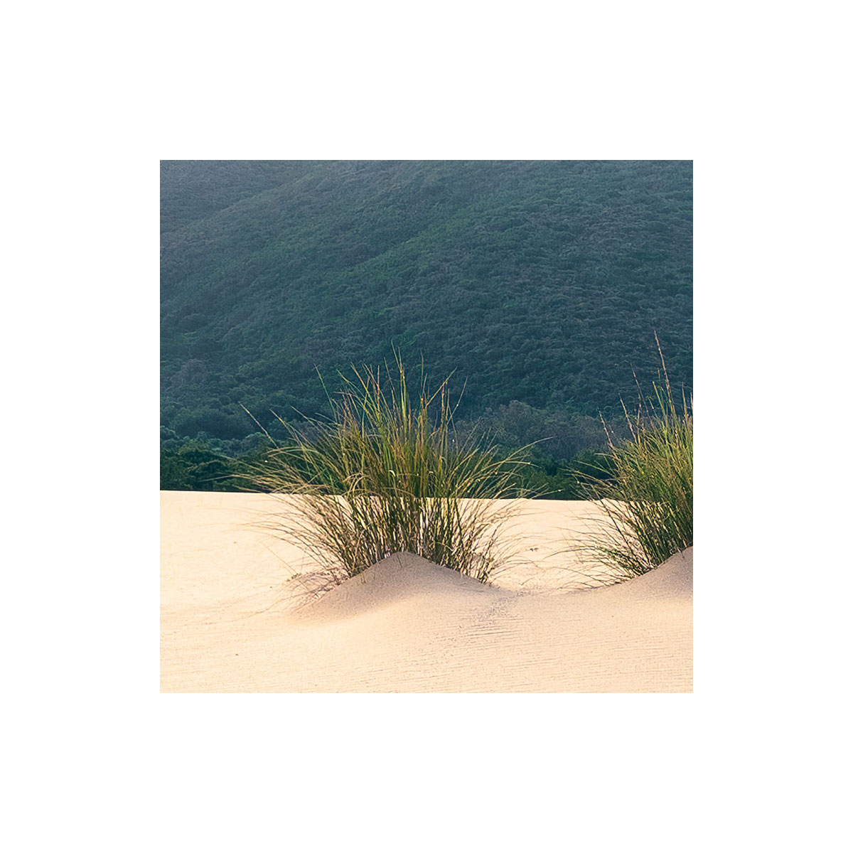 Komar  Vlies Fototapete Vivid Dunes 450x280 cm Bild 5