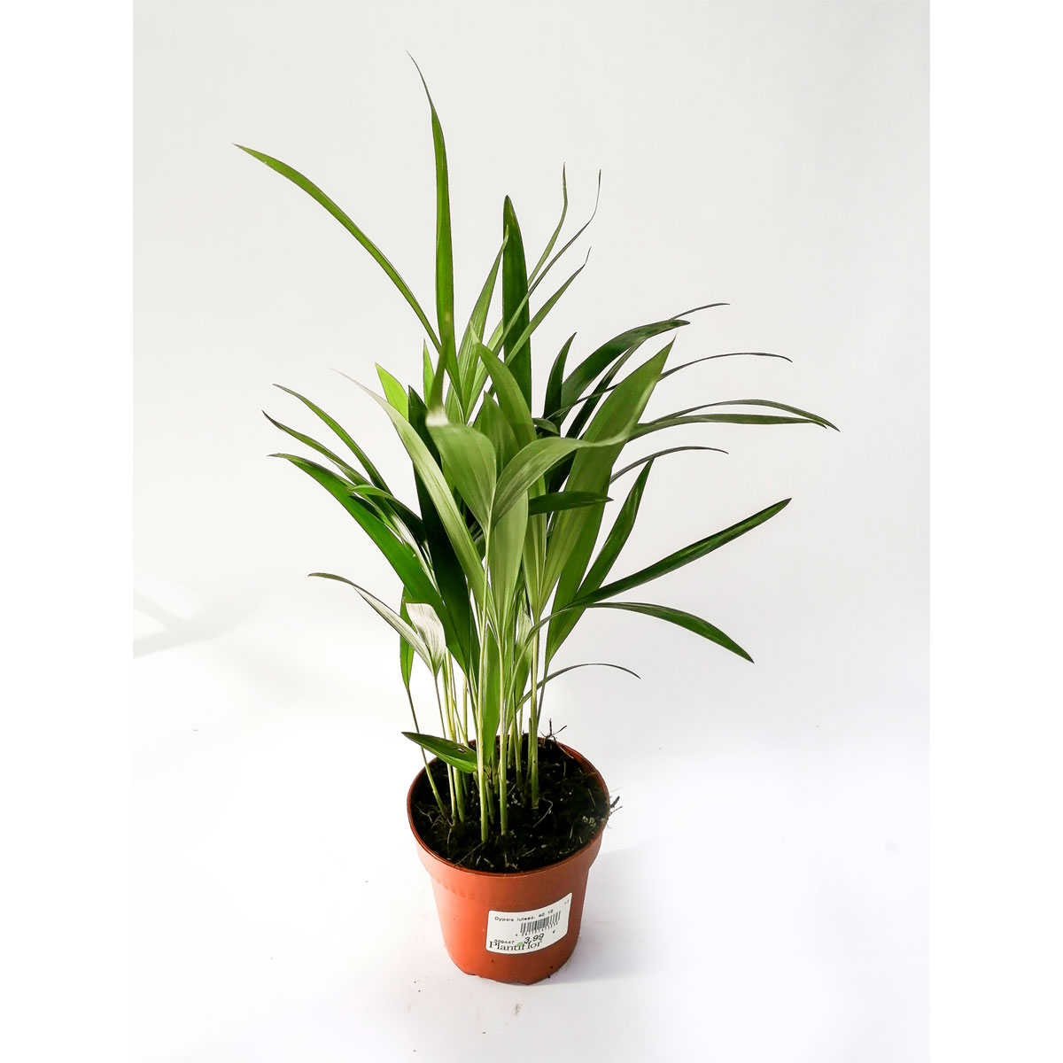 Plantiflor Goldfruchtpalme 35 cm T12