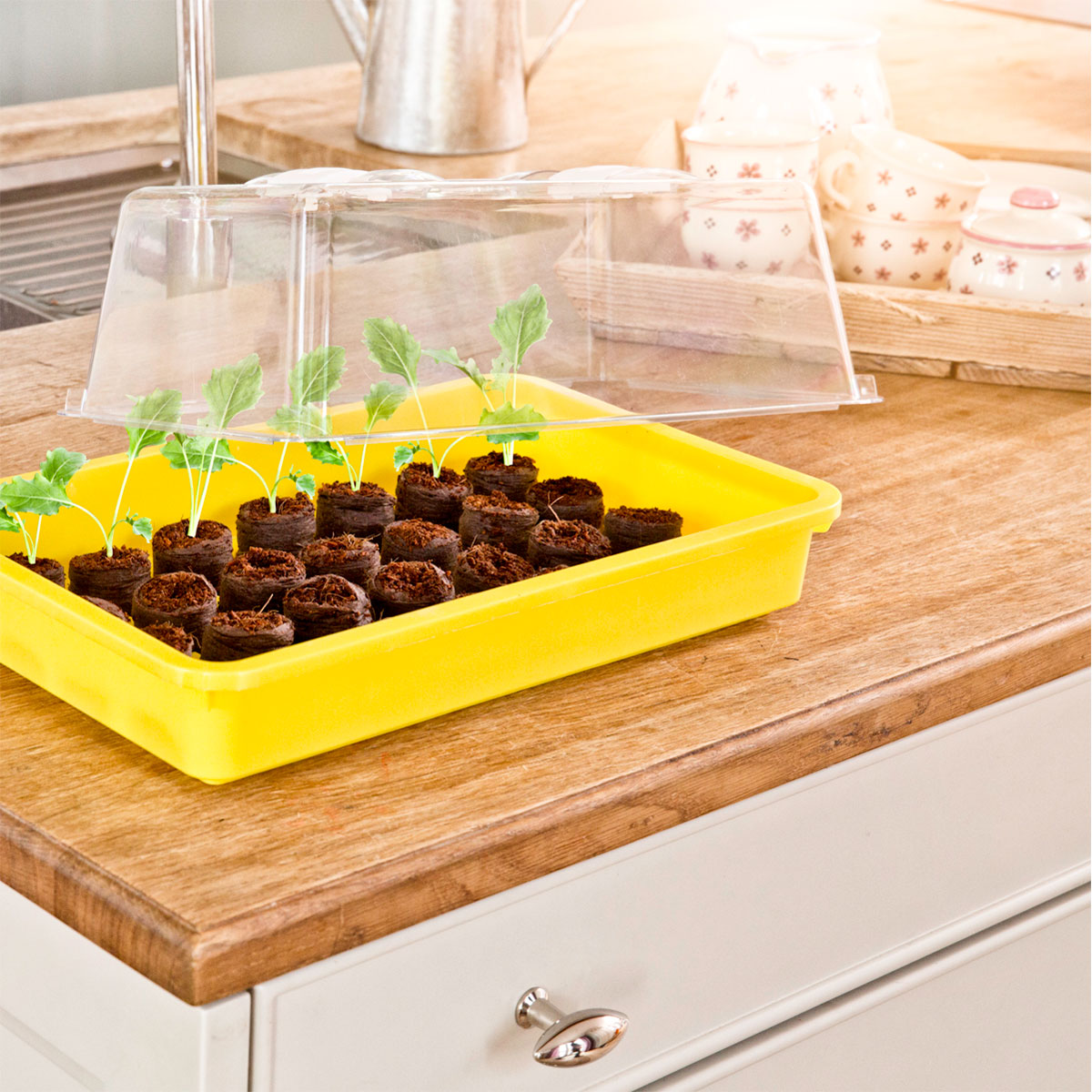 Windhager  Haube für Saatschalen 38x24x13 cm