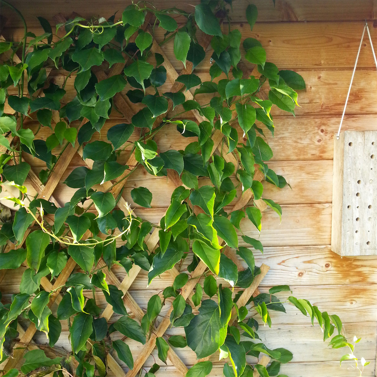 Windhager  Holz-Spalier 45x180 cm Bild 2