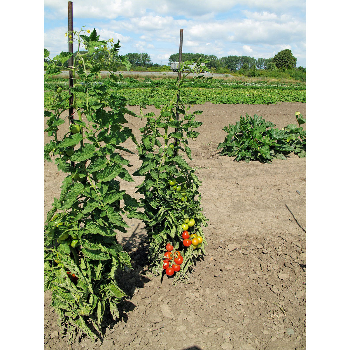 Plantiflor Runde Tomate Harzfeuer Topf Durchmesser 11 cm Bild 2