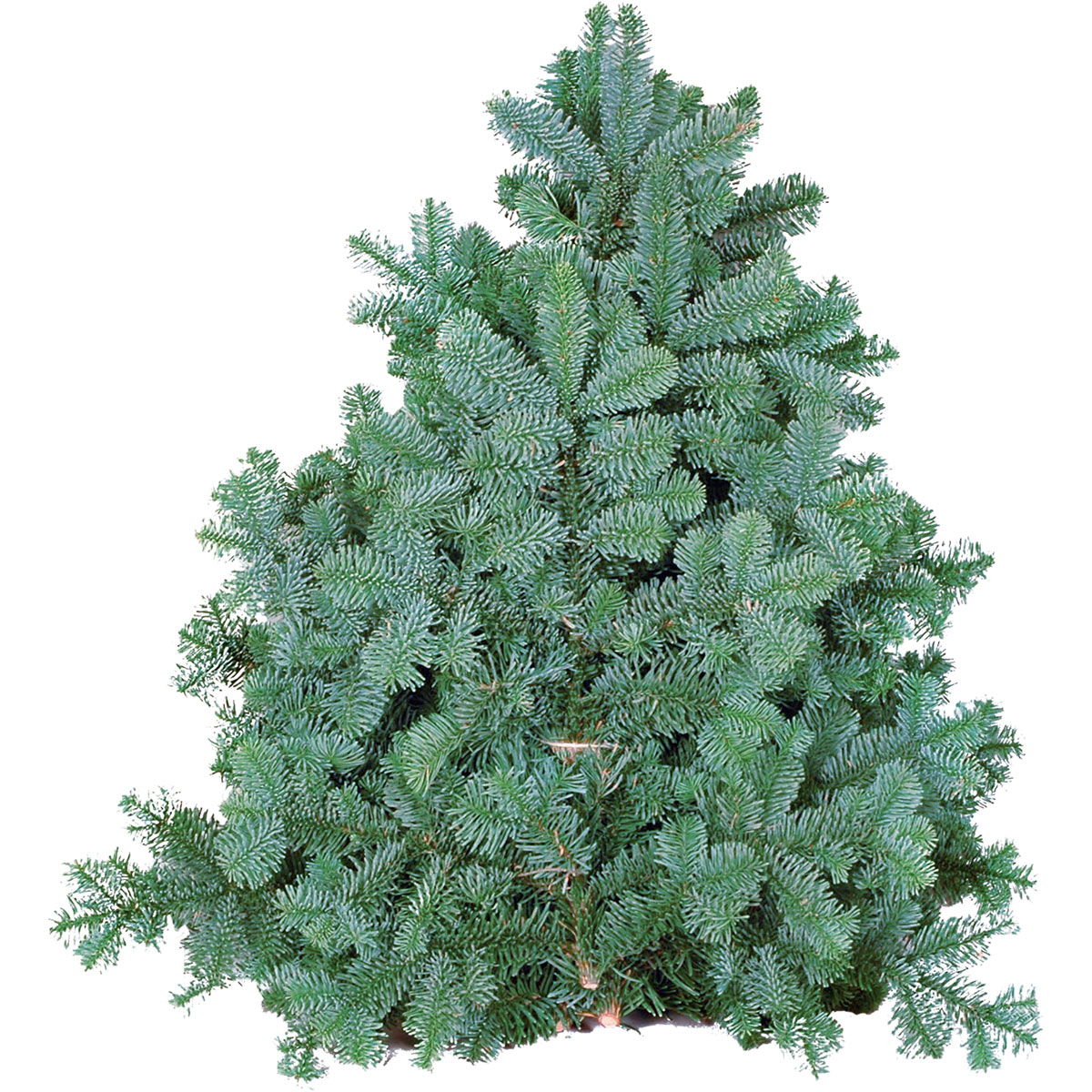 Plantiflor Tannenzweige Blaue Edeltanne Handbund 500 g