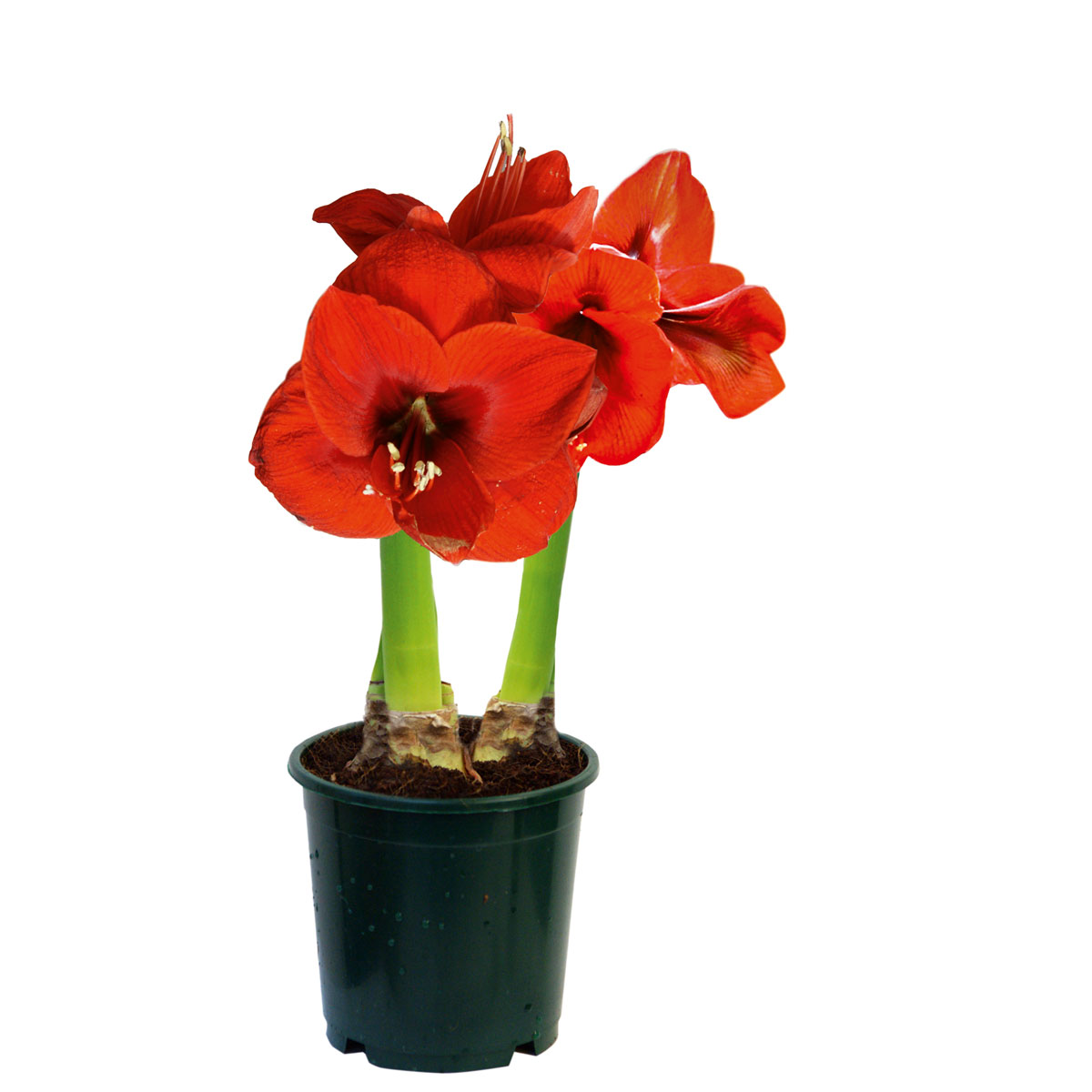 Plantiflor  Amaryllis Topf Durchmesser 12 cm Bild 1