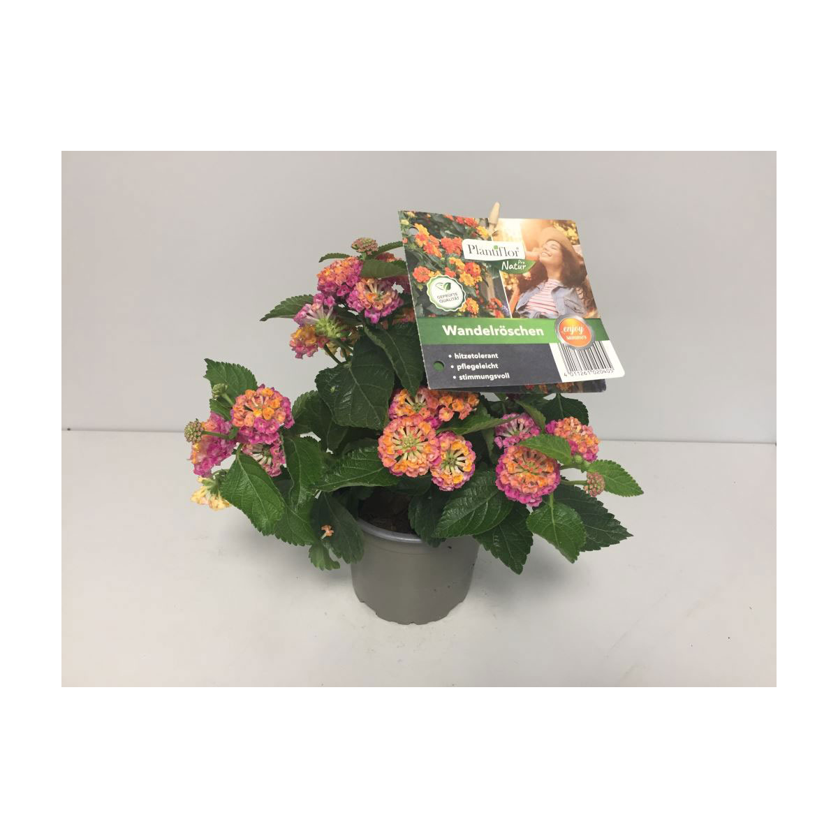 Plantiflor Wandelröschen Topf Durchmesser 12 cm