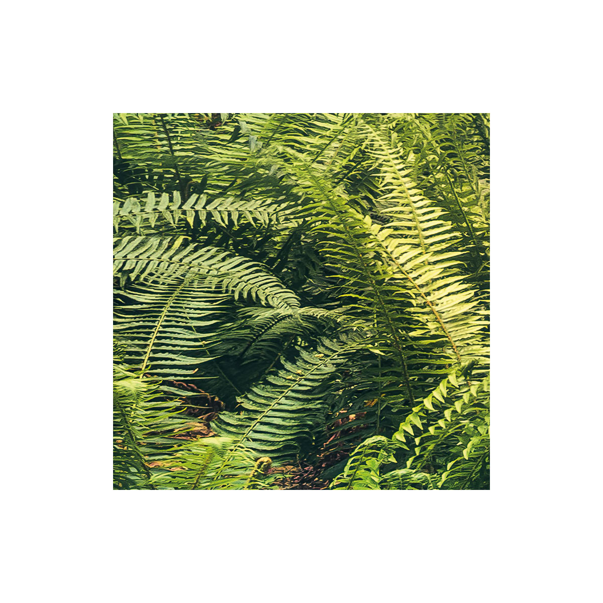 Komar  Vlies Fototapete Elves Cathedral 450x280 cm Bild 7