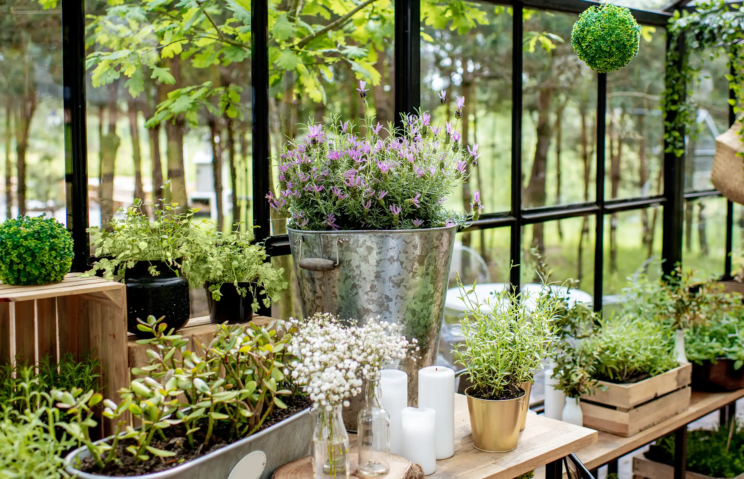 Pflanzen stehen in Töpfen auf Tischen in einem sonnigen Gewächshaus mit grüner Umgebung.
