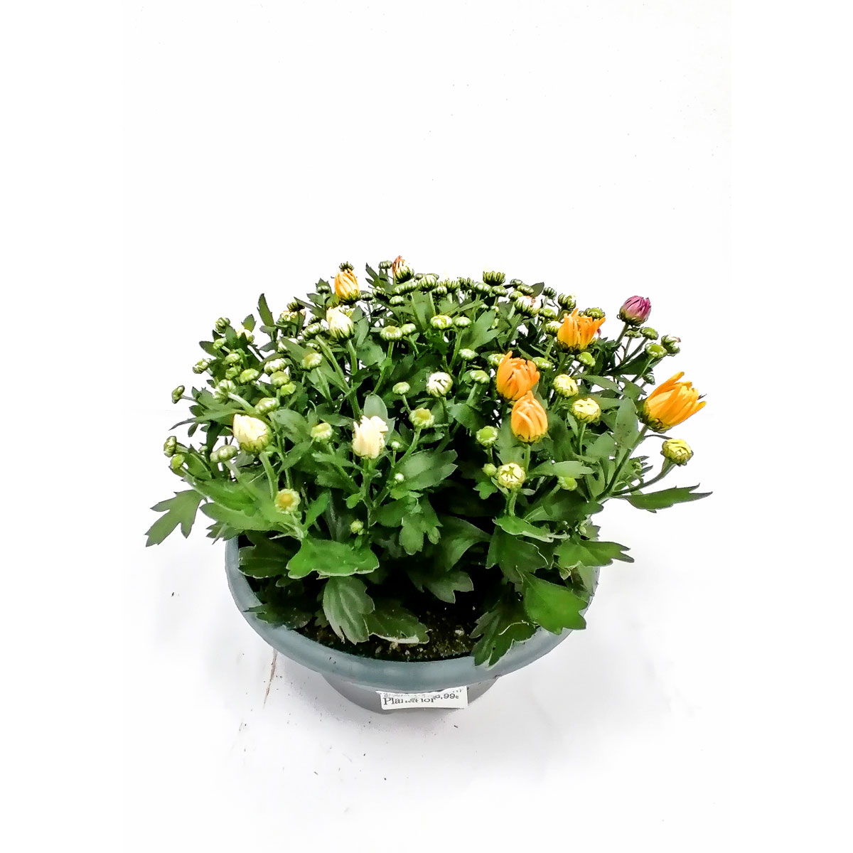 Plantiflor Crysantheme mehrfarbig 23 cm Schale