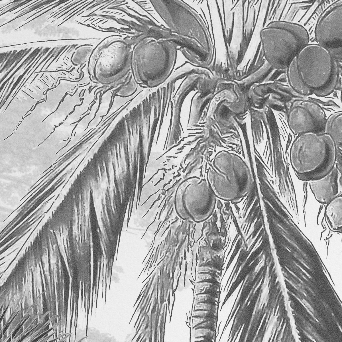 Komar  Vlies Fototapete Lac Tropical Black & White 200x270 cm Bild 6