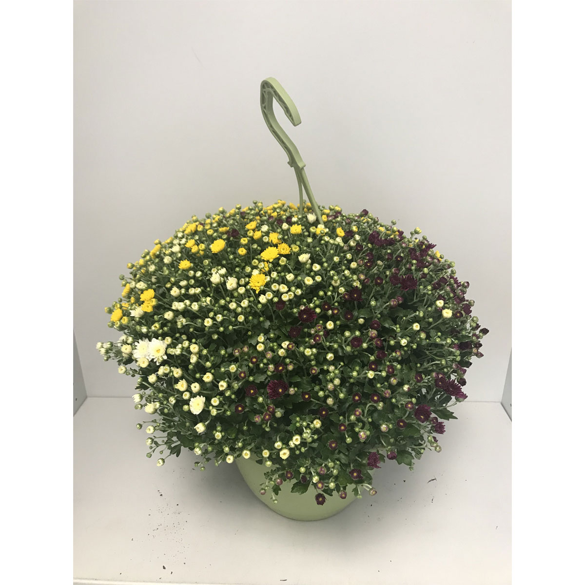 Plantiflor  Chrysantheme Skyfall Trio T25