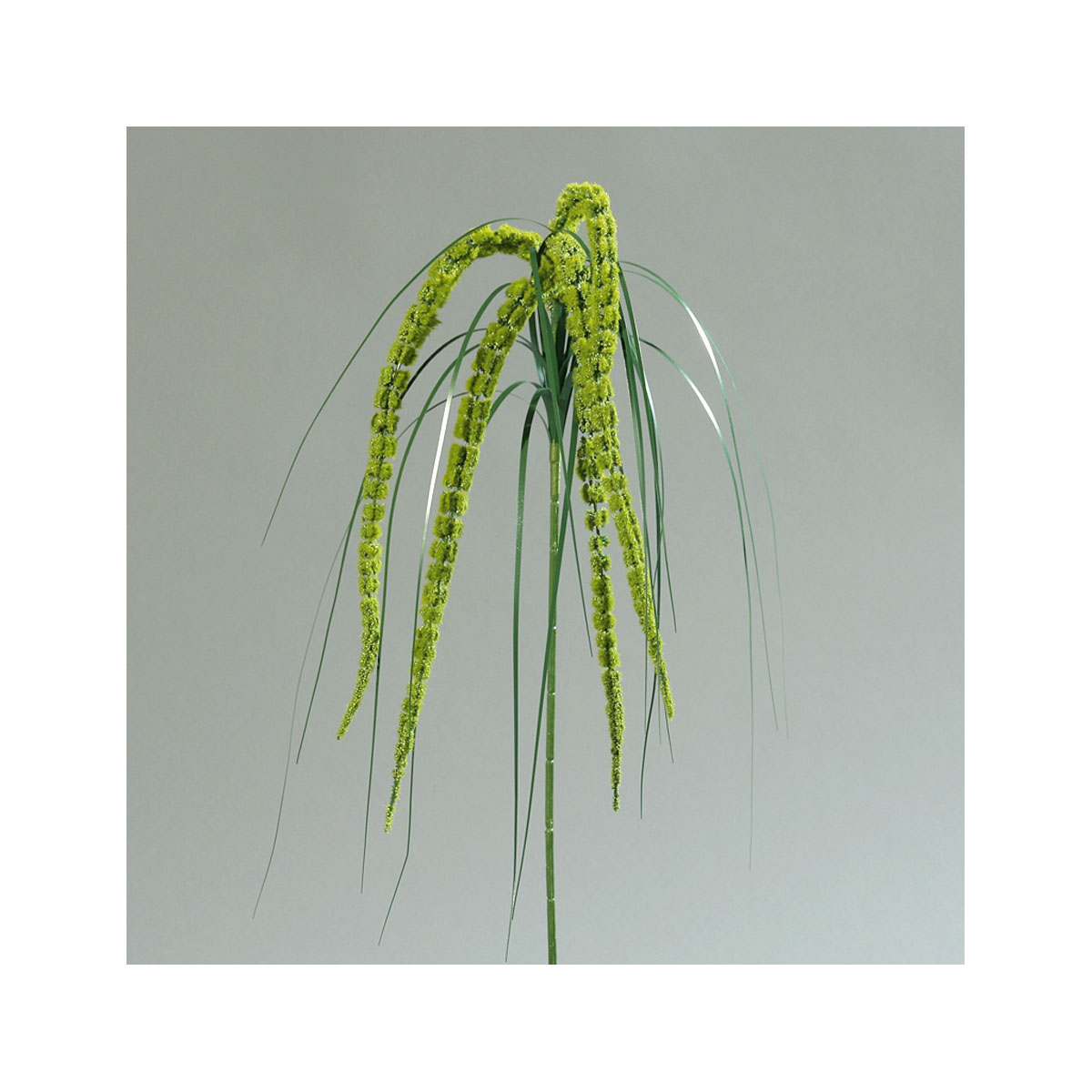 Amaranthus 70 cm green