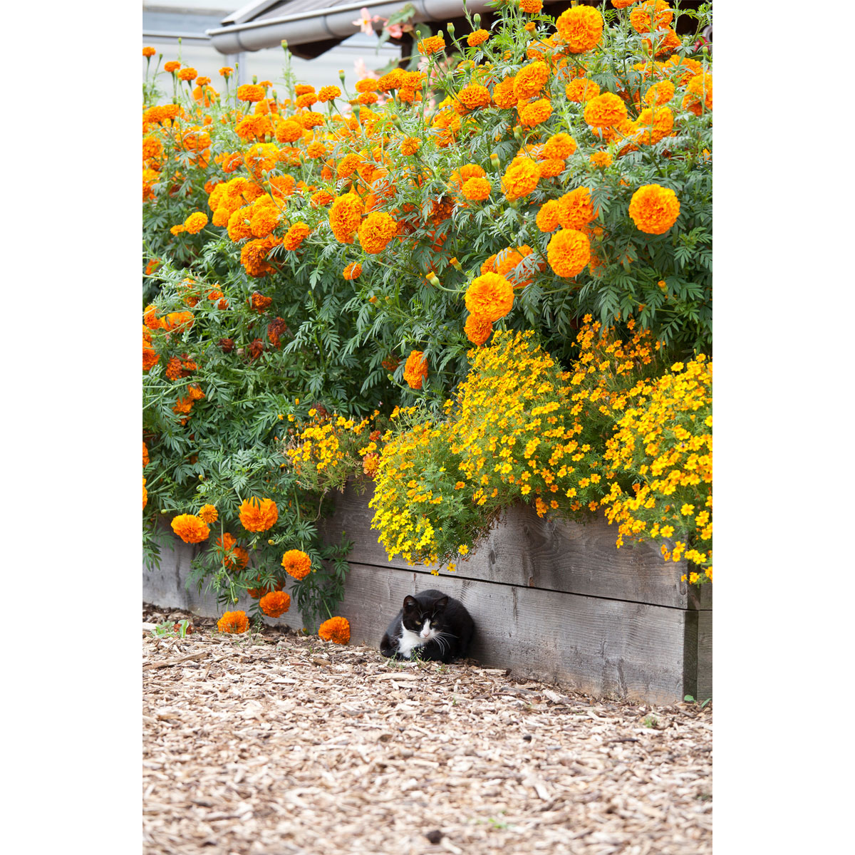 Plantiflor  Tagetes Topf Durchmesser 10,5 cm Bild 3