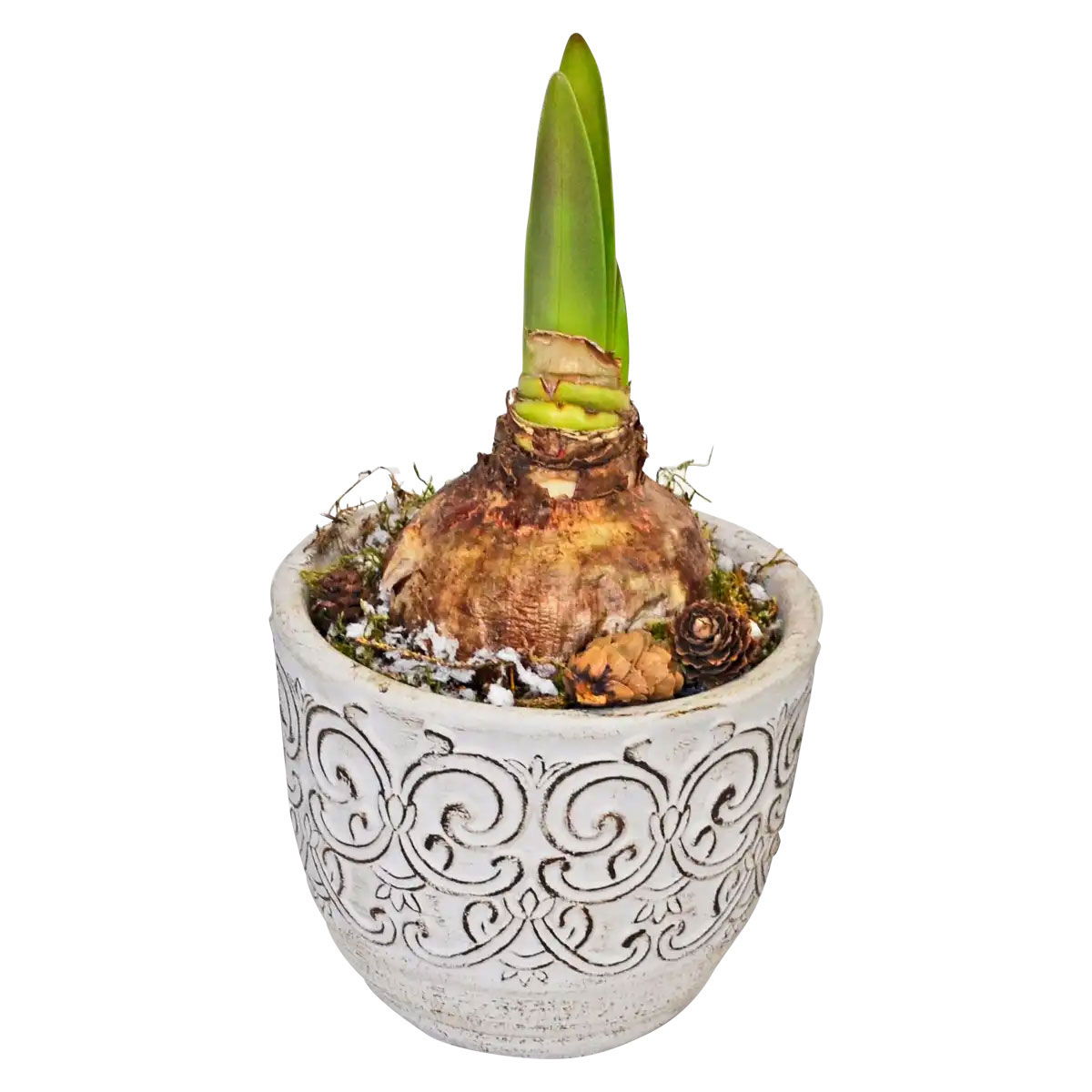 Plantiflor  Amaryllis im Zementtopf Topf Durchmesser 14 cm