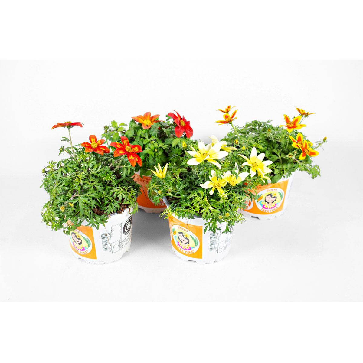 Plantiflor  Goldmarie Taka Tuka Topf Durchmesser 12 cm Bild 3