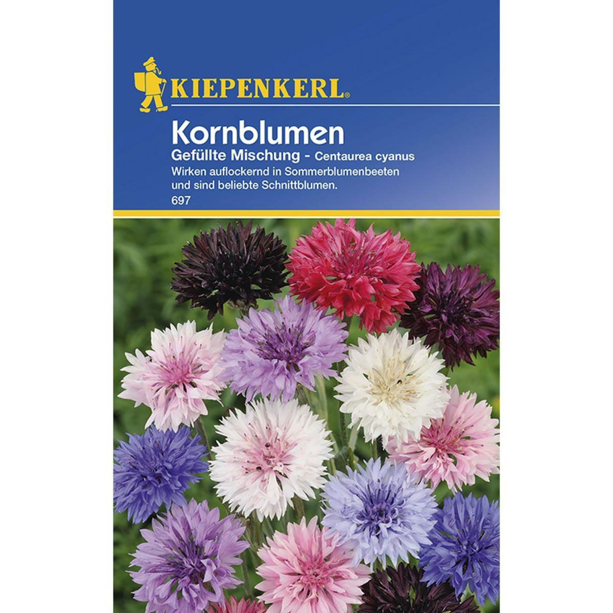 Kiepenkerl Kornblumen Centaurea