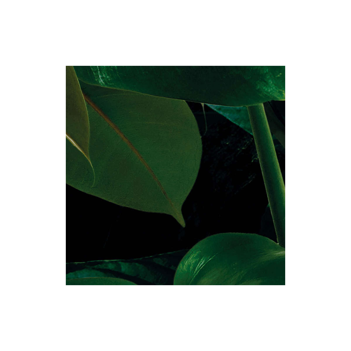 Komar  Vlies Fototapete Tropical Wall 400x250 cm Bild 9