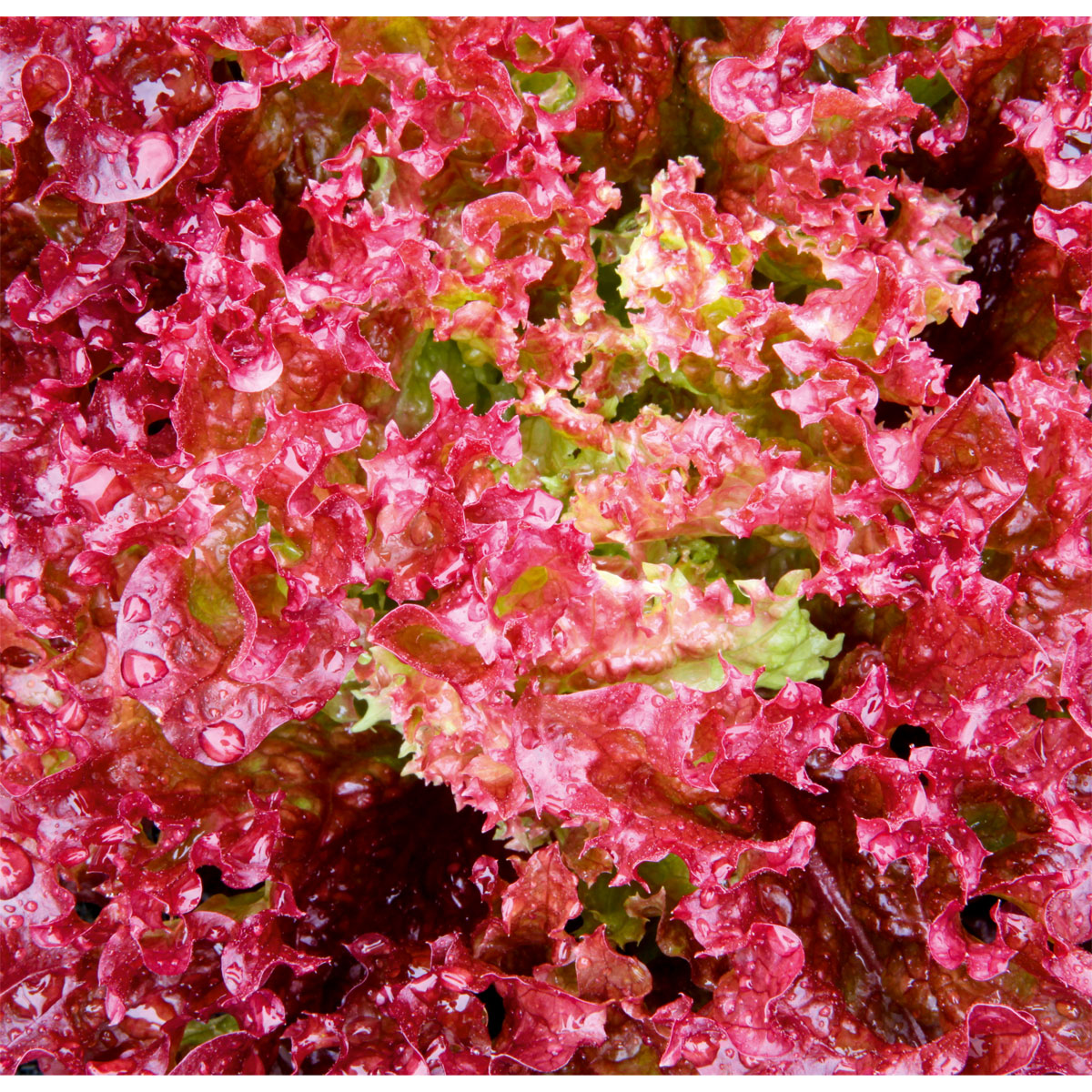 Plantiflor  Salatjungpflanze Lollo Rosso 6er-Pack