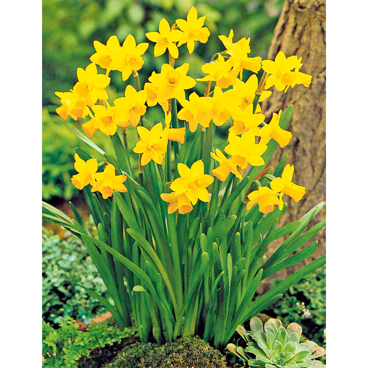 Plantiflor Narzisse Tete a Tete Topf Durchmesser 10,5 cm Bild 2