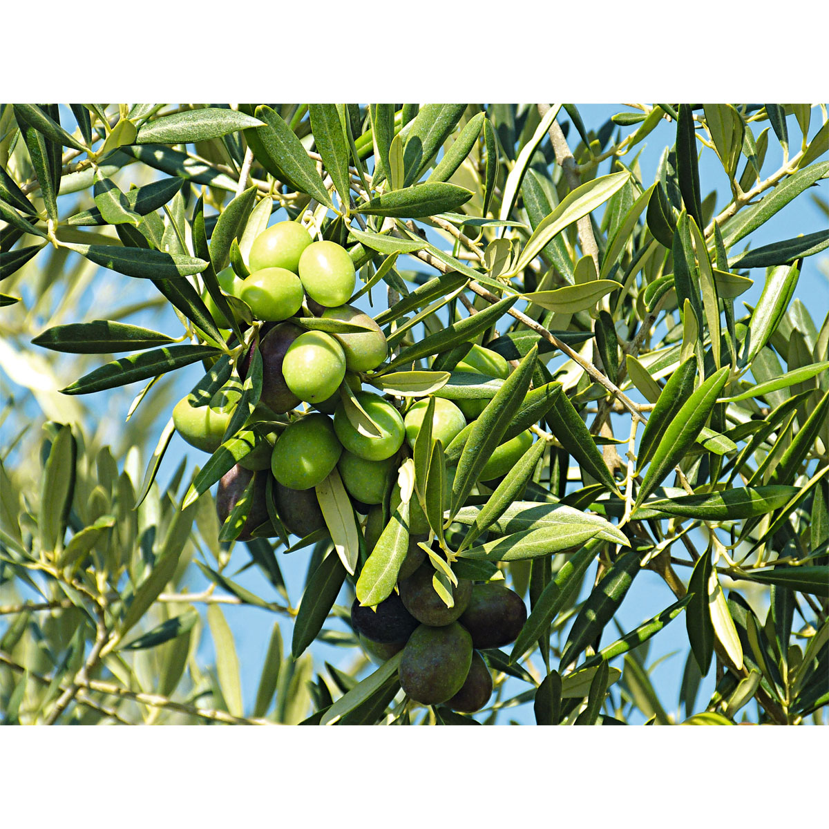 Oliven-Stamm Ornamento 180 cm Topf Durchmesser 50 cm Bild 2