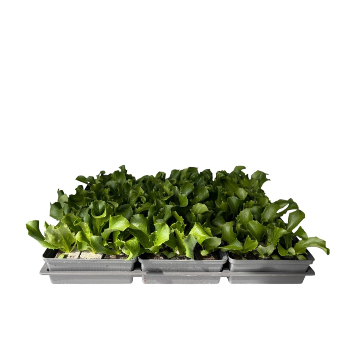 Plantiflor Salatjungpflanze Eissalat 6er-Tray
