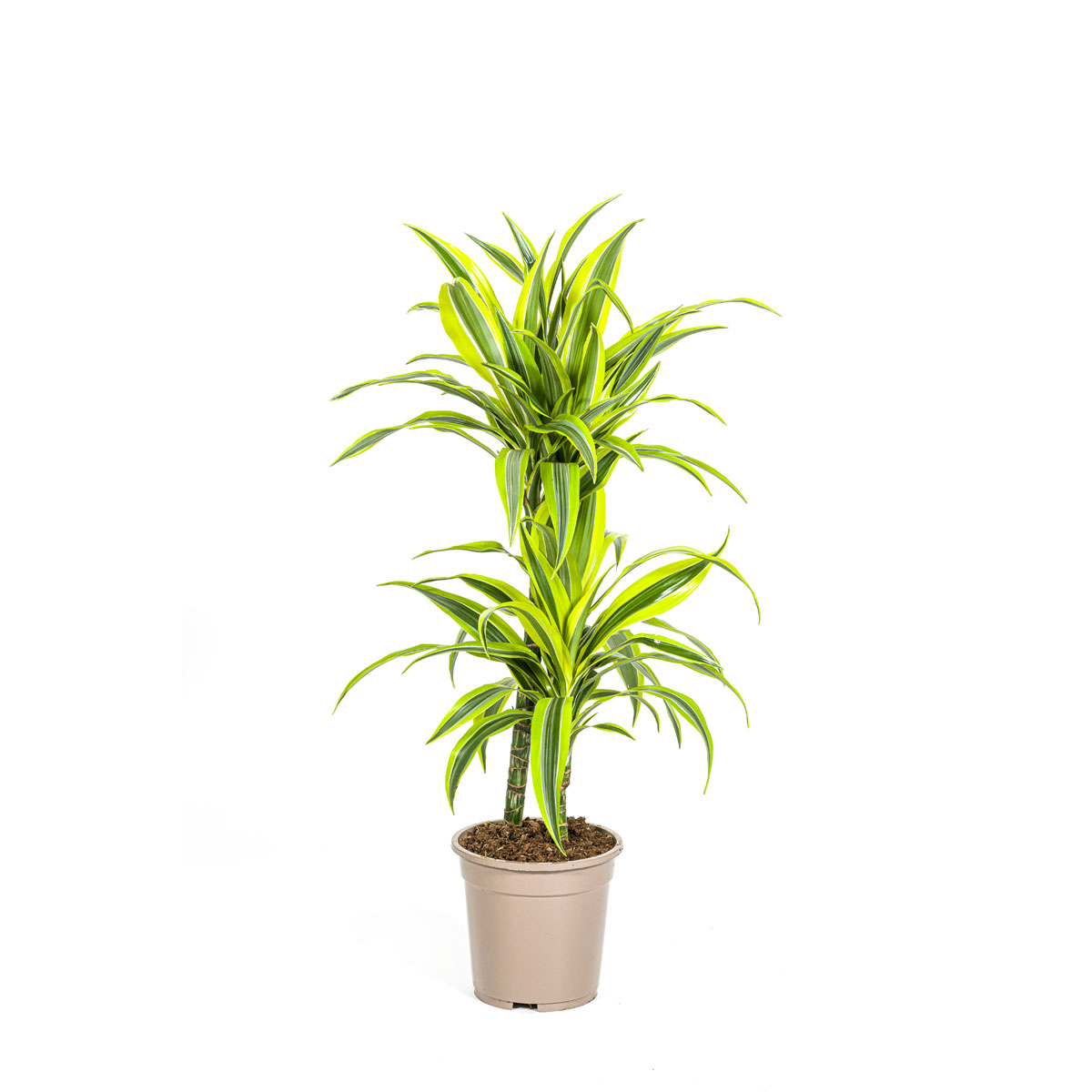 Duftender Drachenbaum Lemon Lime, Topf  19 cm online kaufen
