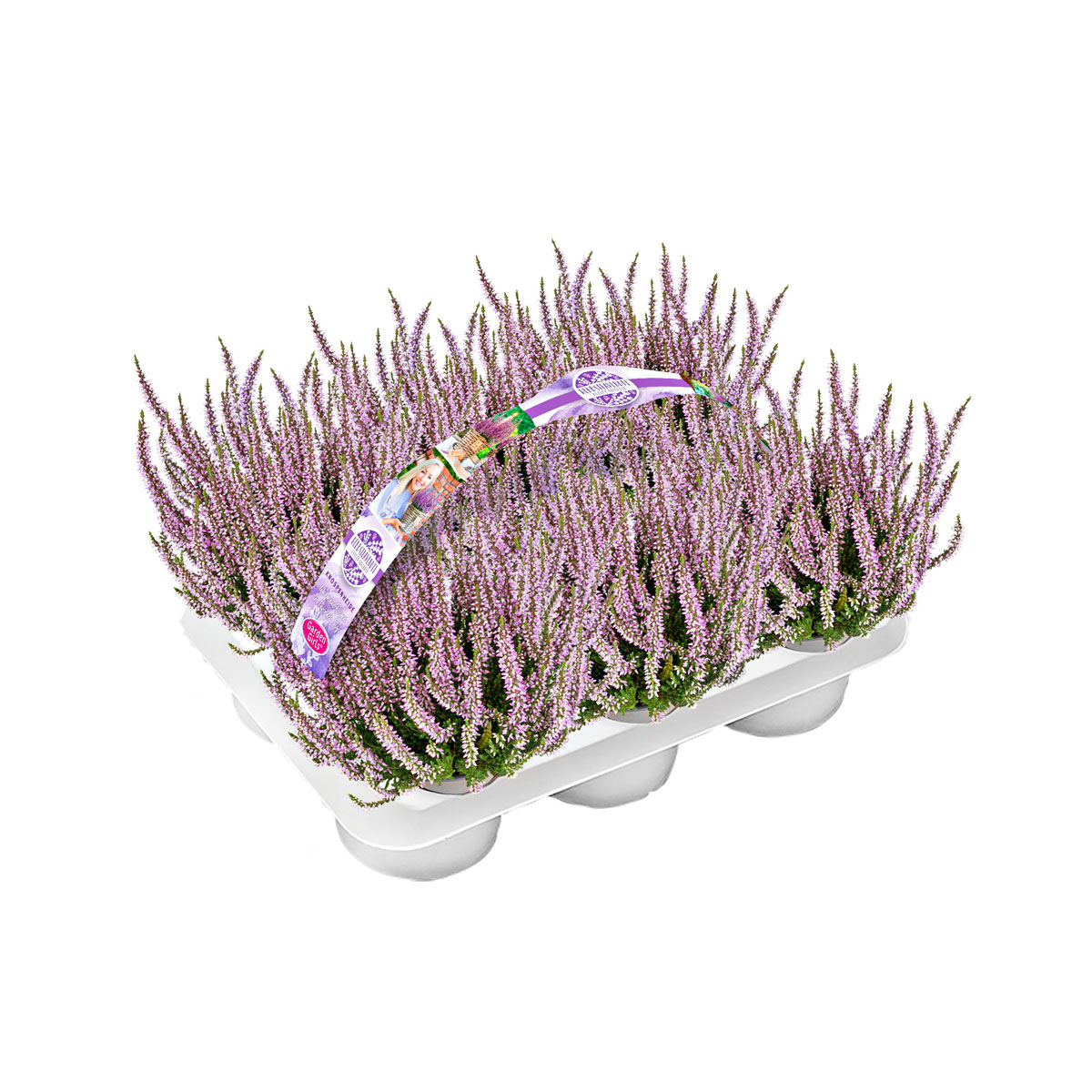 Knospenheide Garden Girls Herbstlavendel 6er-Pack