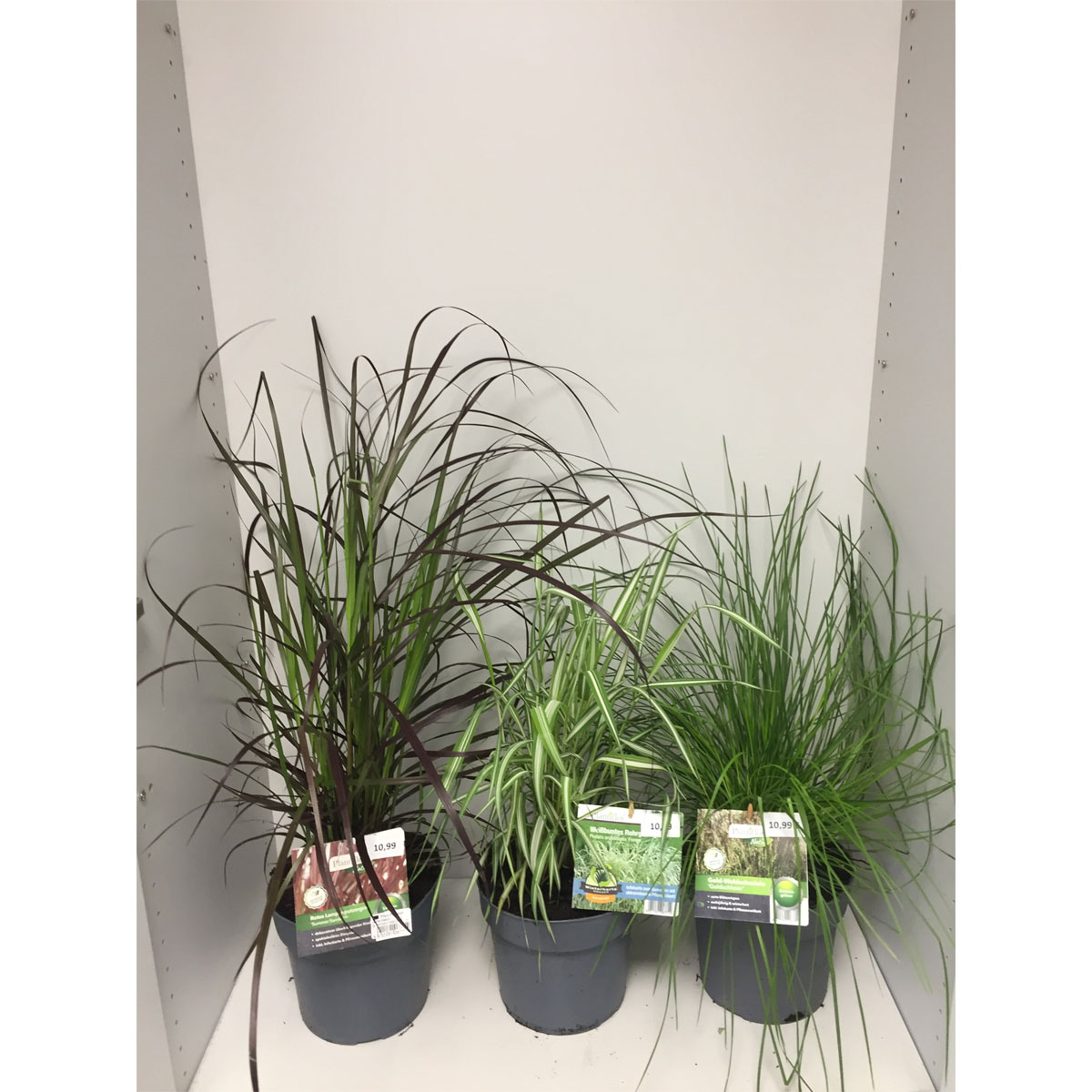 Plantiflor  Gräser Sortiment T19 Bild 2