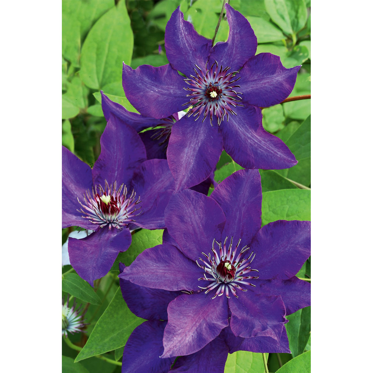 Plantiflor Großblumige Waldrebe The President Topf Durchmesser 17 cm Bild 2