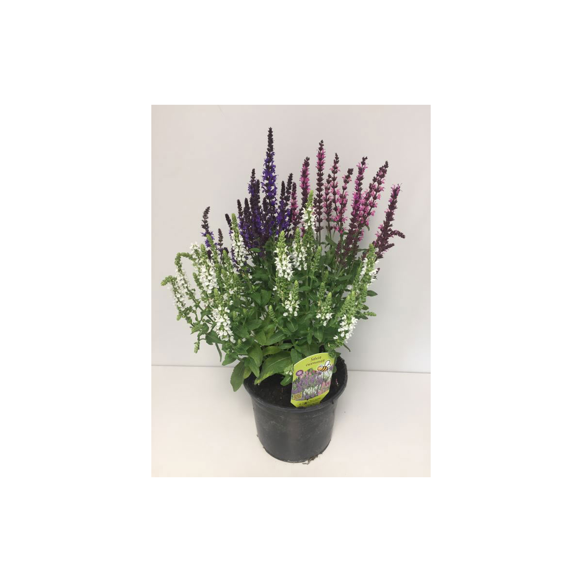 Plantiflor  Salbei-Trio rosa-lila-weiß T19