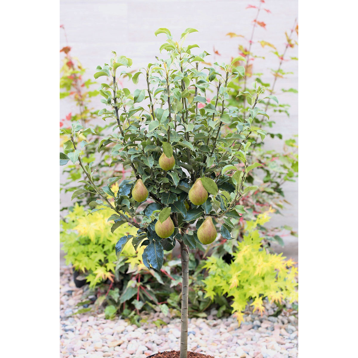 Plantiflor  Sommerbirne Gute Luise Topf- Durchmesser 29 cm Bild 2