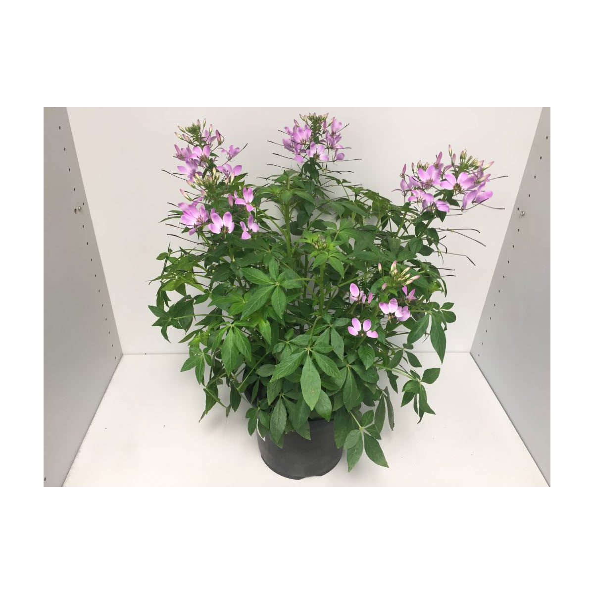 Plantiflor  Cleome Hybriden T19