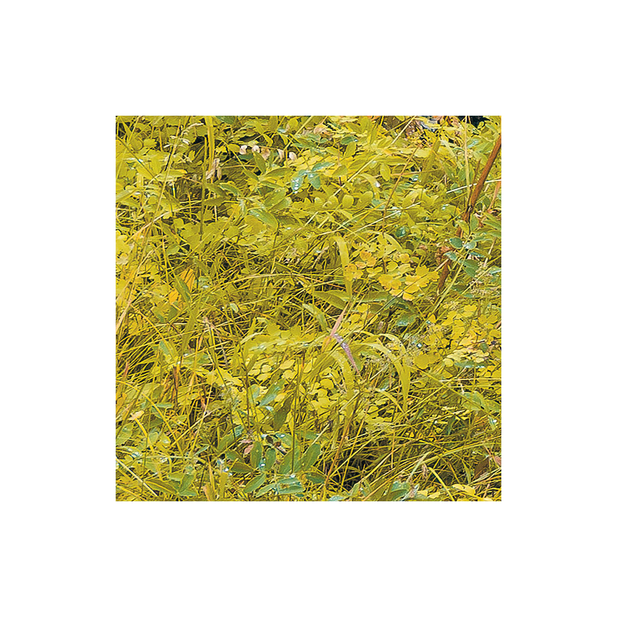 Komar  Vlies Fototapete Orange Forest 400x250 cm Bild 7