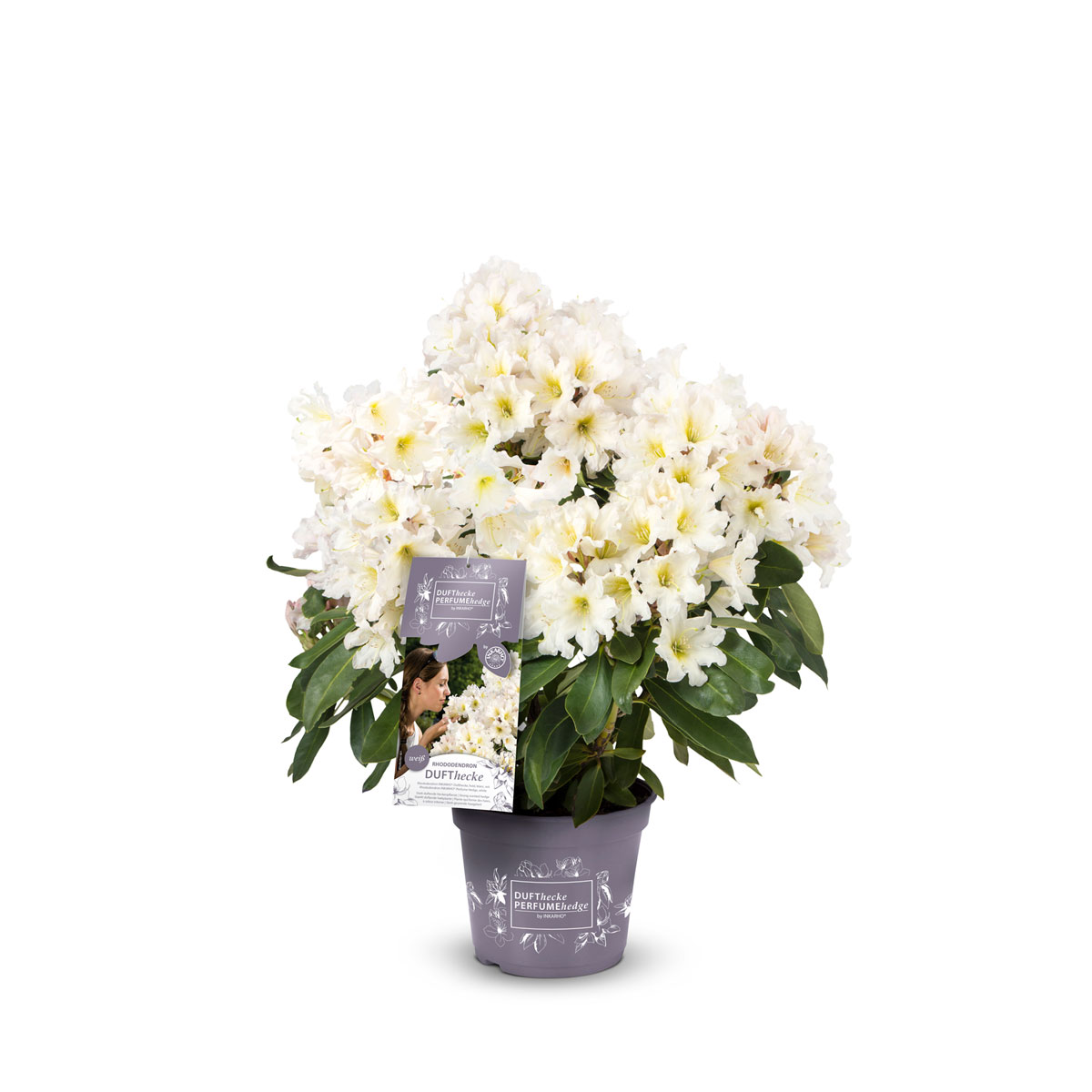 Großblumige Alpenrosse Easydendron Topf Durchmesser 23 cm