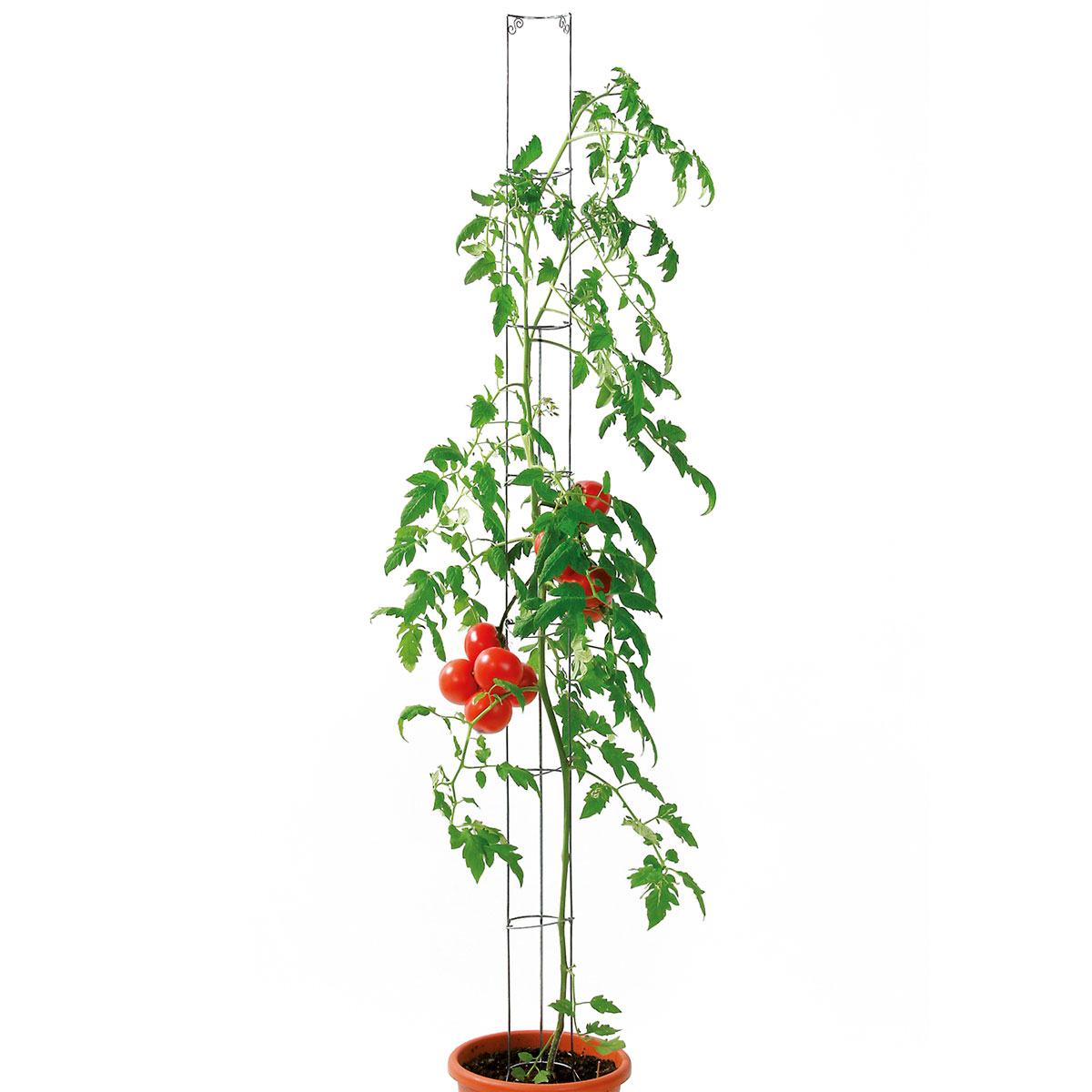 Tomatensäule 120 cm grün Bild 2