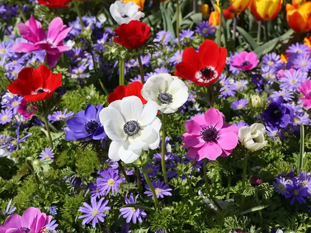 buntes Blumenbeet mit verschiedenen Frühlingsblüten