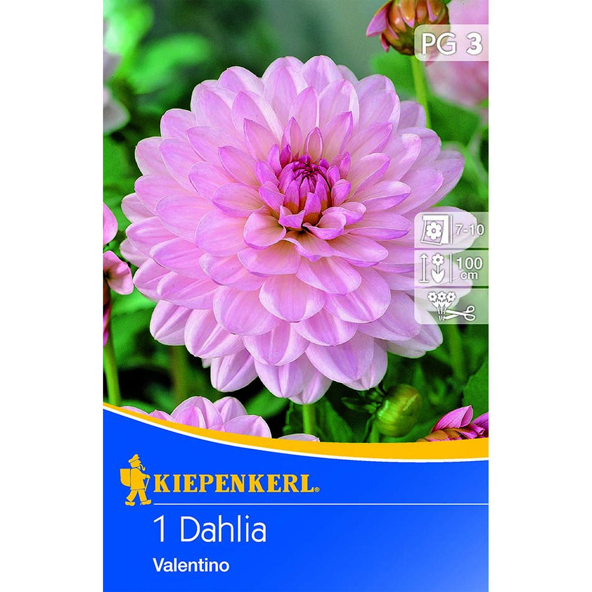 Kiepenkerl Dahlie Valentino