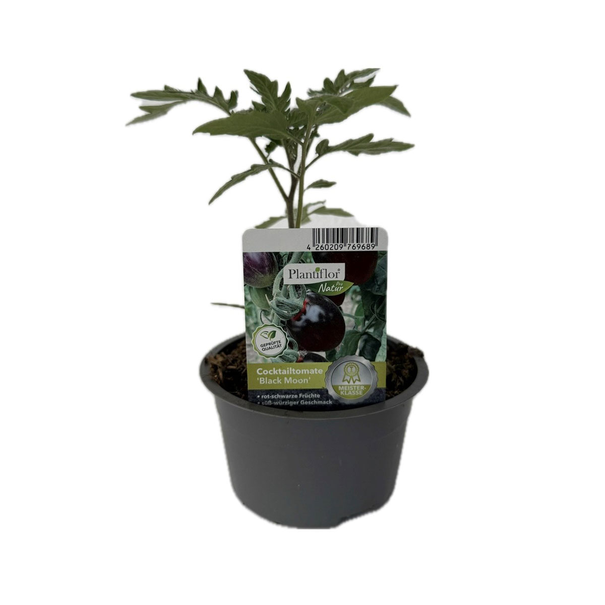 Schwarze Cocktailtomate "Black Moon" Topf Durchmesser T10,5