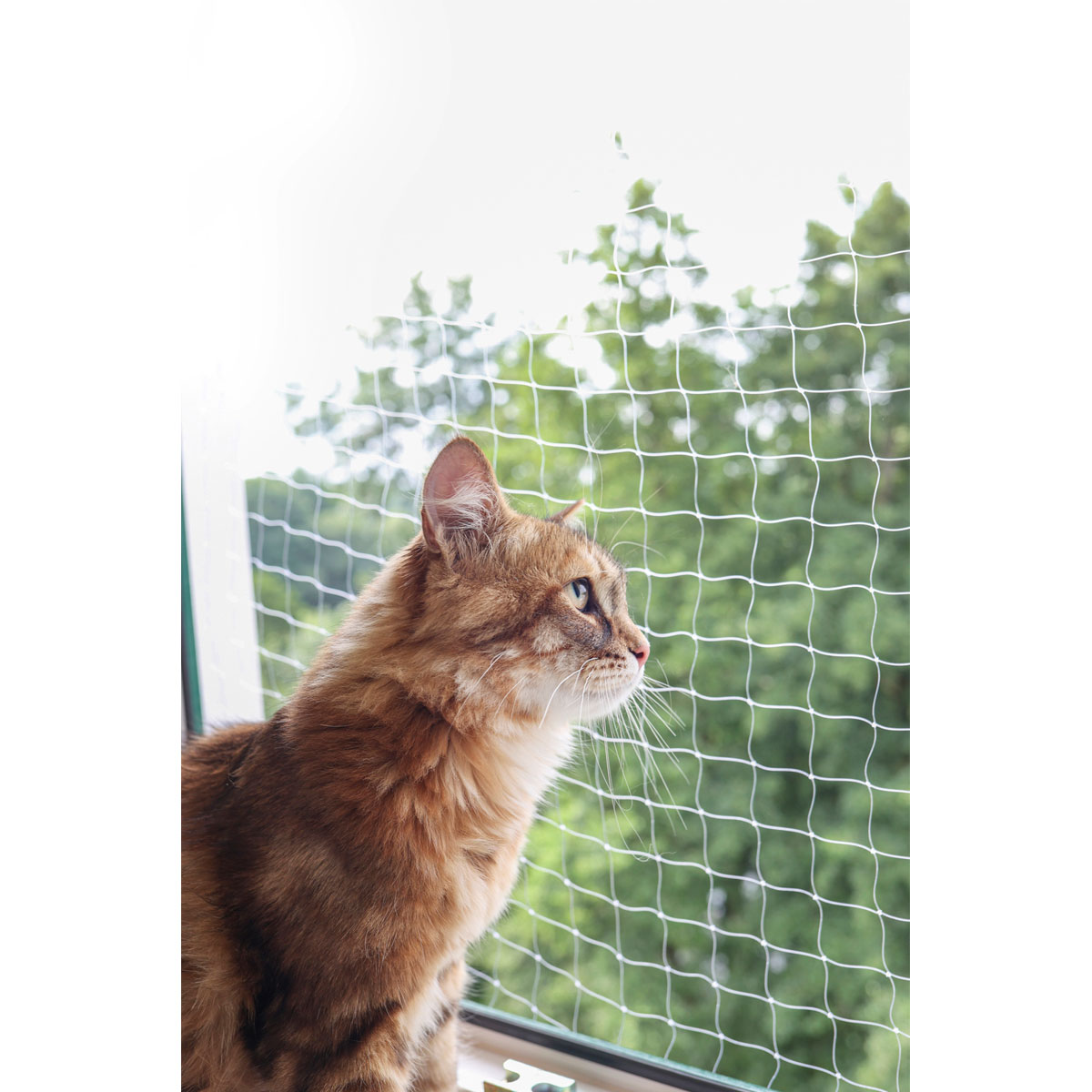 Katzenschutznetz 2 x 3 m transparent Bild 1