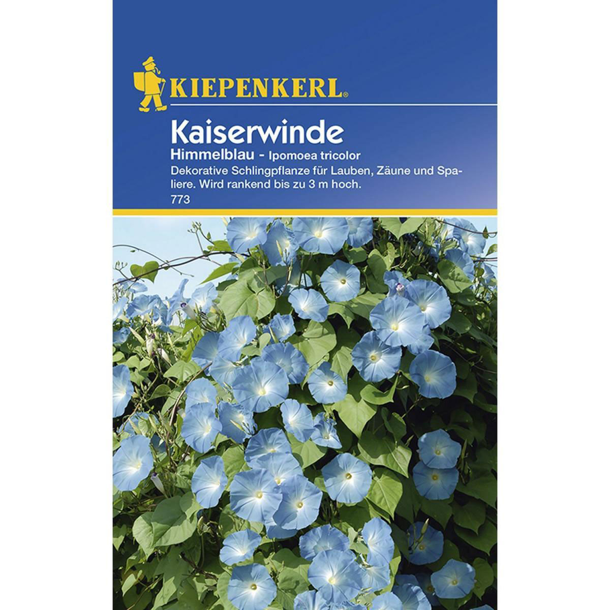 Kiepenkerl Kaiserwinde Ipomoea tricolor blau