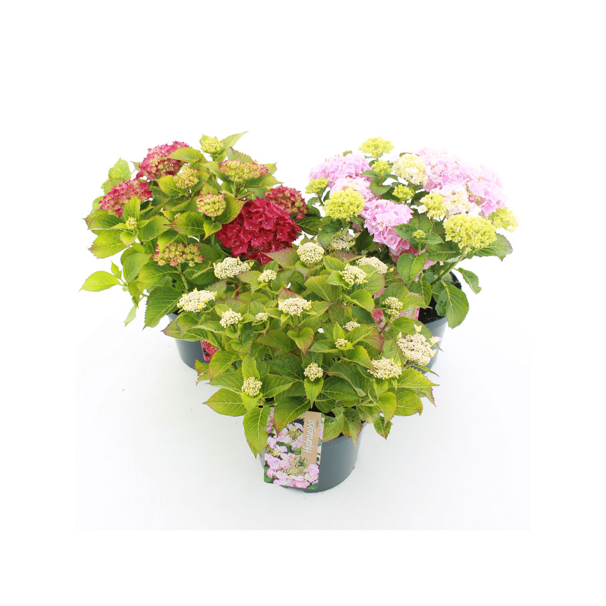 Plantiflor  Gartenhortensie Topf Durchmesser 23 cm