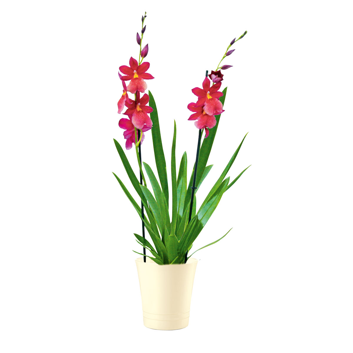 Plantiflor  Orchideen-Mix Topf Durchmesser 9 cm Bild 3
