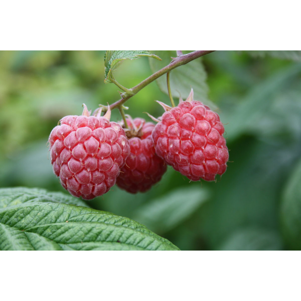 Himbeere Malling Promise