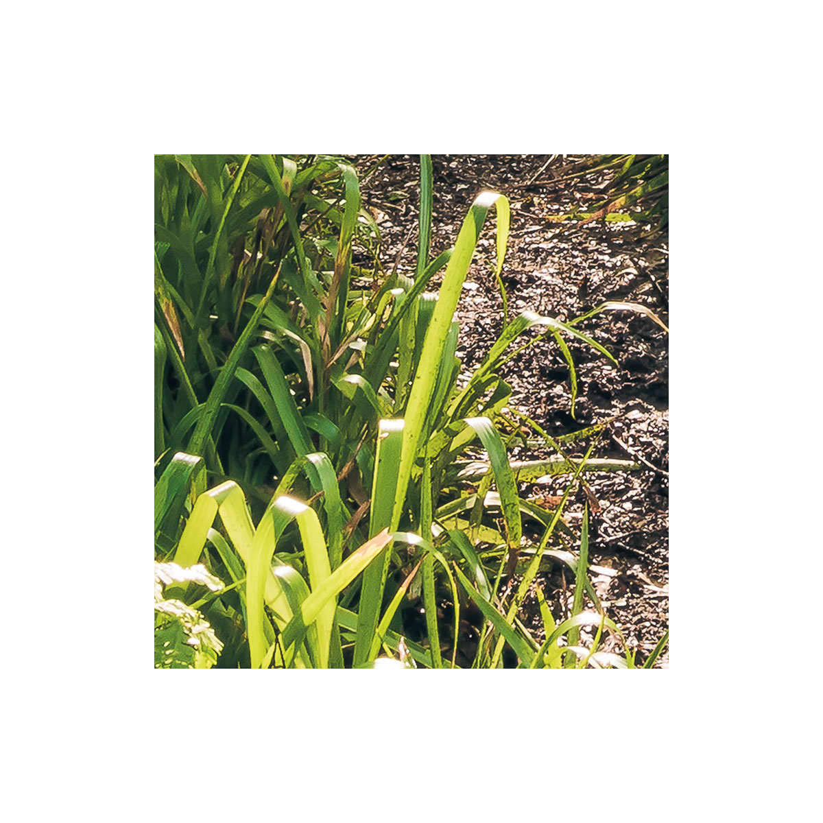 Komar  Vlies Fototapete Mystic Path 400x250 cm Bild 4