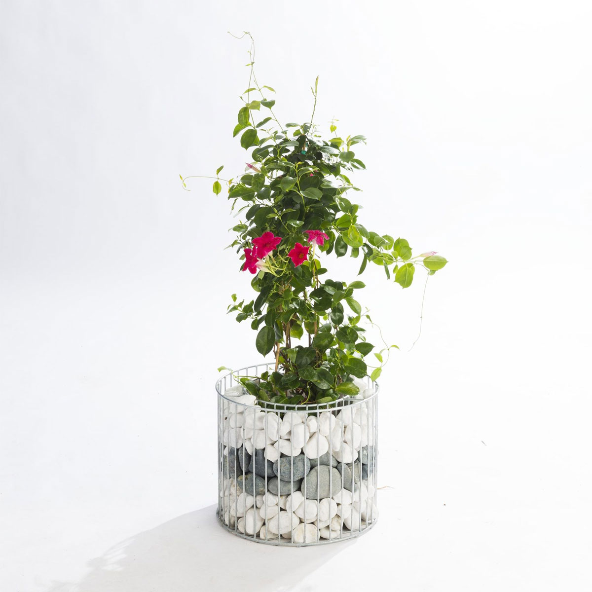 Wilk Gabionen-Pflanzgefäß Amber M