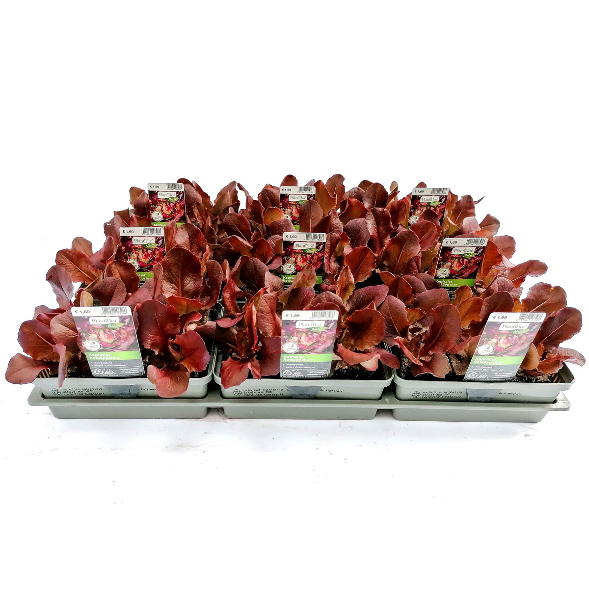 Plantiflor Salatjungpflanze Rotkäppchen 6er-Tray