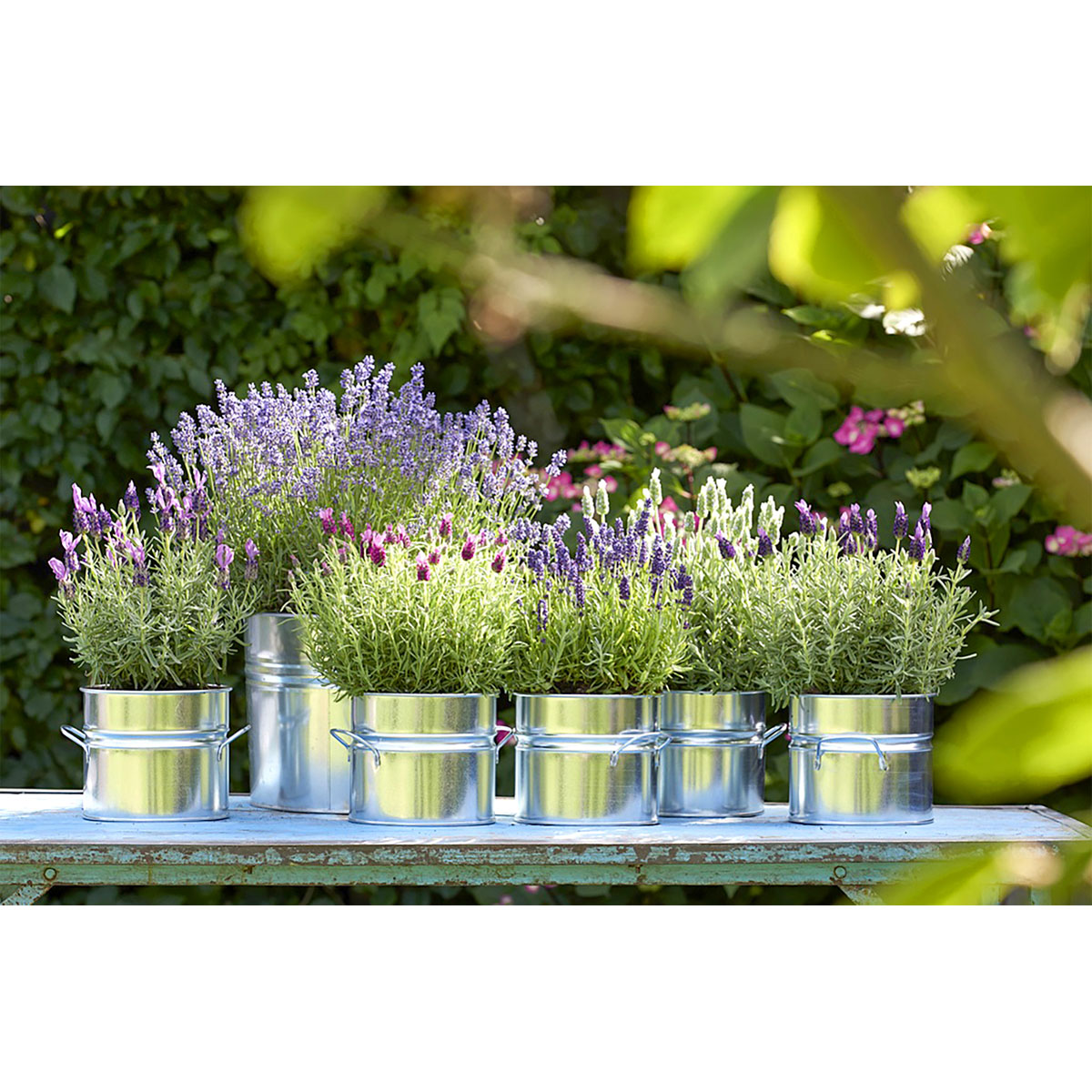 Plantiflor  Lavendel Munstead Topf- Durchmesser 13 cm Bild 3