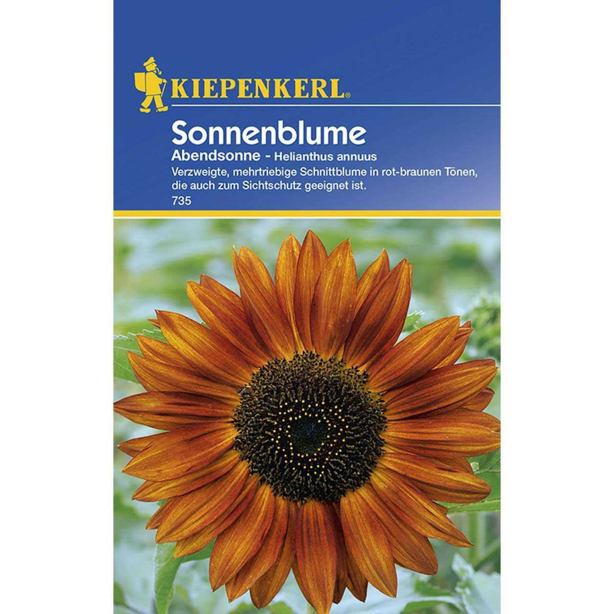 Kiepenkerl Sonnenblume Abendsonne Bild 1